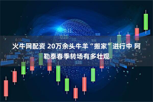 火牛网配资 20万余头牛羊“搬家”进行中 阿勒泰春季转场有多壮观